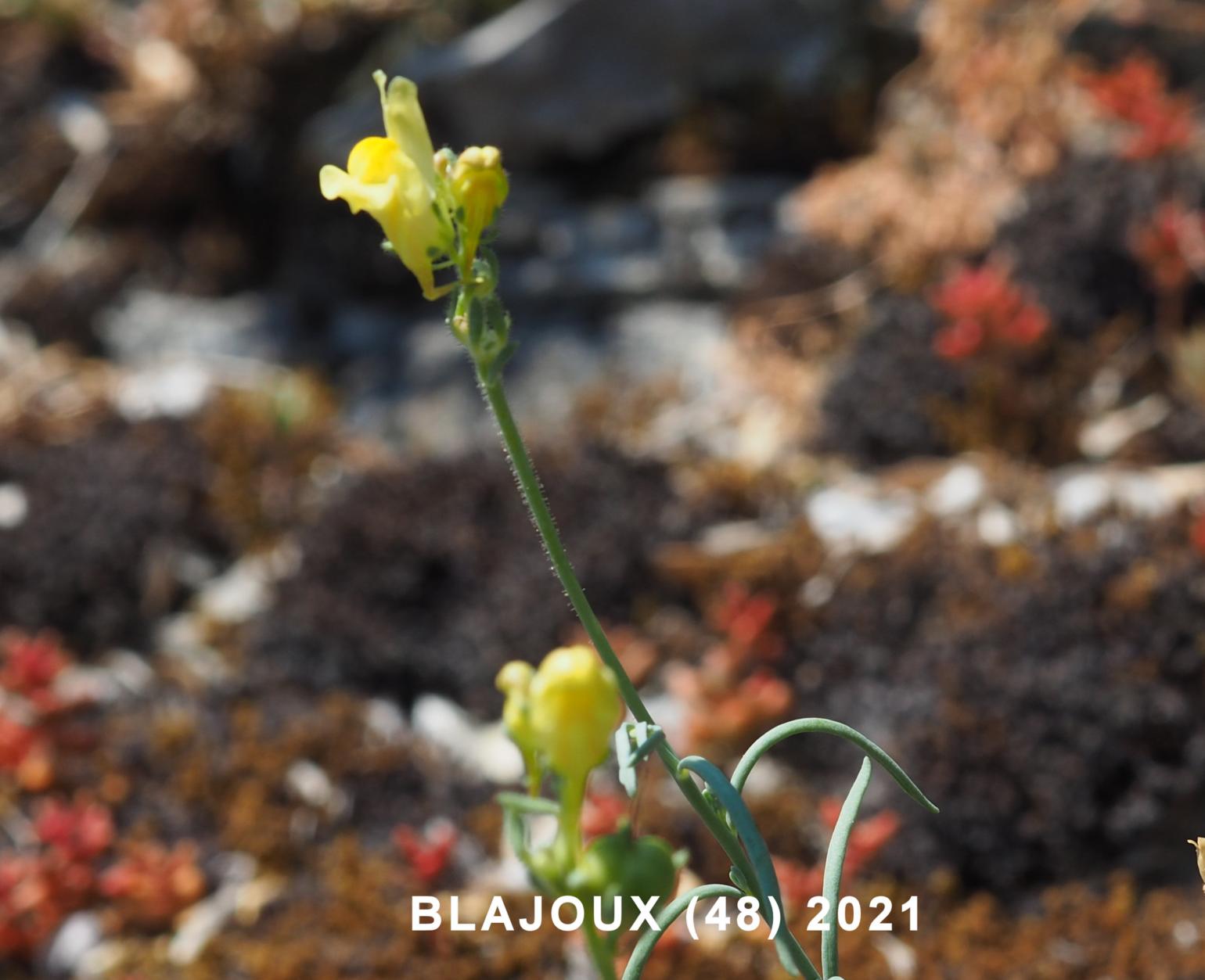 Toadflax, Simple